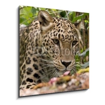 Skleněný obraz 1D - 50 x 50 cm - Persian Leopard Perský leopard