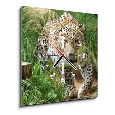 Obraz s hodinami 1D - 50 x 50 cm - SONY DSC leopard hunting bezuzdný