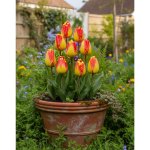 Sadbový set tulipánů Produkty: Tulipán 'Banjaluka' – Hledejceny.cz