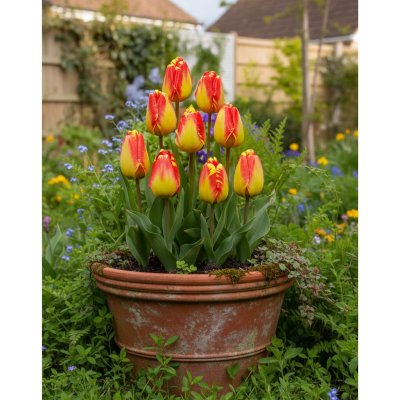 Sadbový set tulipánů Produkty: Tulipán 'Banjaluka' – Hledejceny.cz