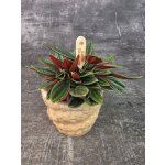 Peperomia Rosso mini – Sleviste.cz
