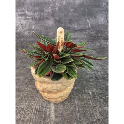 Peperomia Rosso mini – Sleviste.cz