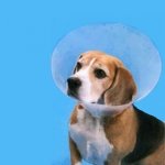 Kruuse Buster Clic Collar Plastový ochranný límec 35 cm – Sleviste.cz