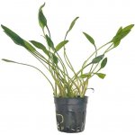 Cryptocoryne lucens – Zboží Dáma