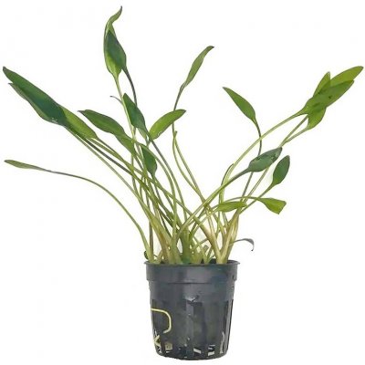 Cryptocoryne lucens – Hledejceny.cz