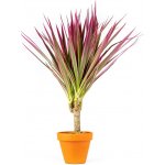 Gardners Dracaena marginata Bicolor, průměr 6-7 cm Dracéna lemovaná, Dračinec – Zboží Dáma