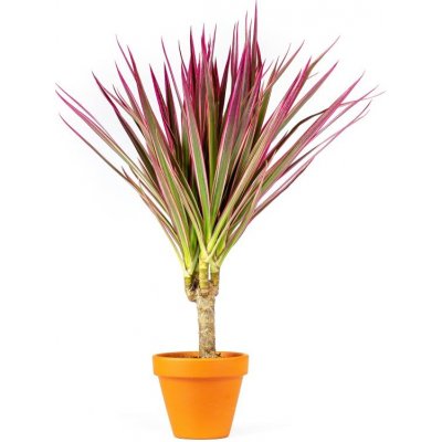 Gardners Dracaena marginata Bicolor, průměr 6-7 cm Dracéna lemovaná, Dračinec – Zboží Dáma