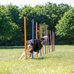 Trixie gility slalom,tyče 12 ks 3,3/115 cm – Hledejceny.cz