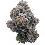 Growers Choice Pink Glitterbomb semena neobsahují THC 5 ks – Zboží Mobilmania