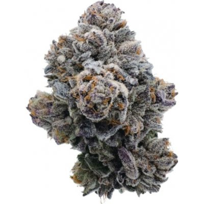 Growers Choice Pink Glitterbomb semena neobsahují THC 5 ks – Zboží Mobilmania