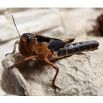 Velikost: subadult (cca 3-4 cm), 1 ks SENO DO BALÍKU: Přidat seno do balíku se sarančaty – Hledejceny.cz