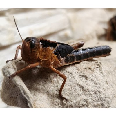 Velikost: subadult (cca 3-4 cm), 1 ks SENO DO BALÍKU: Přidat seno do balíku se sarančaty – Hledejceny.cz