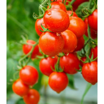 Rajče Sweet Aperitif - Solanum lycopersicum - semena rajčete - 6 ks – Zbozi.Blesk.cz