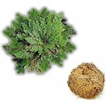 Růže z jericha – Zboží Dáma