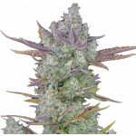 420 Fast Buds Gorilla Cookies AUTO semena neobsahují THC 10 ks – Zboží Dáma
