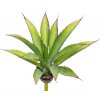 Květina Aloe zelená v25 cm (FB109932800)