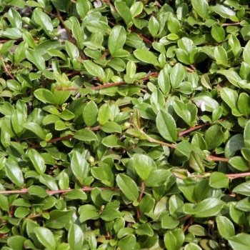 Cotoneaster dammeri Eichholz (skalník Dammerův)