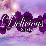 Delicious Seeds Sugar Black Rose AUTO semena neobsahují THC 3 ks – Zboží Dáma