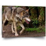 Sablio Obraz Vlk - 90x60 cm – Hledejceny.cz