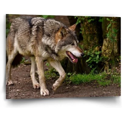 Sablio Obraz Vlk - 90x60 cm – Hledejceny.cz