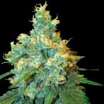 Sensi Seeds Jack Herer semena neobsahují THC 10 ks – Zboží Mobilmania