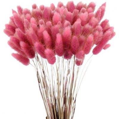 Sušená pampová tráva 60 ks – Zboží Dáma