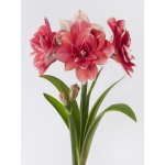 Hvězdník 'Double Dream' 1 ks – Zboží Dáma