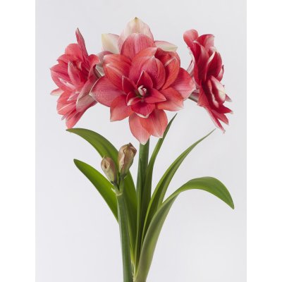 Hvězdník 'Double Dream' 1 ks – Zboží Dáma