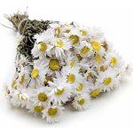 mech-mech.cz Sušená Imortelka, Slaměnka - 50g - (Acroclinium) - bílá – Zboží Mobilmania