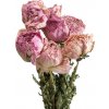 Květina Sušené pivoňky - kytice 10ks - jemné růžové