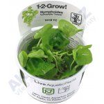 Nymphoides hydrophylla Taiwan – Zboží Dáma