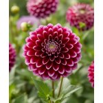 Jiřina 'Embassy' 1 ks – Zboží Mobilmania