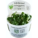 Schismatoglottis prietoi – Zboží Dáma