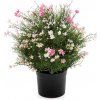 Květina Luxusní umělá květina GYPSOPHILA RŮŽOVÁ, 48cm