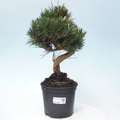 e-bonsai Venkovní bonsai - Pinus thunbergii senjyumaru - Borovice thunbergova – Hledejceny.cz