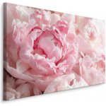 Plátno Pivoňky Ve Světle Růžové Varianta: 30x20 – Zboží Dáma
