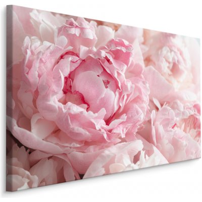 Plátno Pivoňky Ve Světle Růžové Varianta: 30x20 – Zboží Dáma