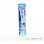 ECHINACEA ANGUSTIFOLIA POR 9CH GRA 1X4G – Hledejceny.cz