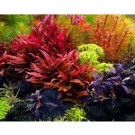 Alternanthera reineckii - Plevuňka reinekova – Sleviste.cz