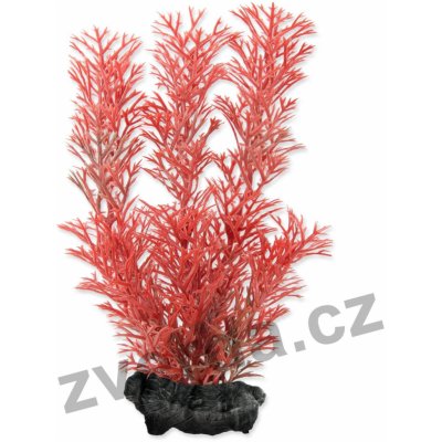 Tetra rostlina Red Foxtail Plus 15 cm