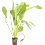 Echinodorus Ozelot Red – Hledejceny.cz