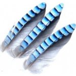 Veniard Jay Wing Hackles Sojčí pírka – Sleviste.cz