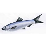 Gaby polštářek ryba Sleď obecný 60 cm – Sleviste.cz