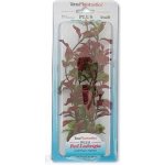 Tetra rostlina Red Ludwigia 23 cm – Zboží Mobilmania
