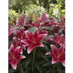 Lilie 'Chartwell' 1 ks – Zboží Dáma