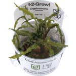 Cryptocoryne crispatula – Zboží Mobilmania