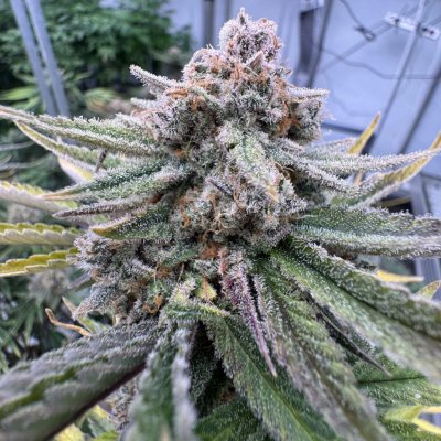 Fast Buds Cherry Cola Auto RF3 semena neobsahují THC 10 ks – Sleviste.cz