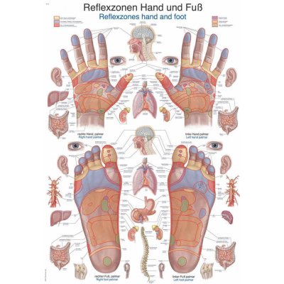 Anatomický plakát Erler Zimmer - Reflexní zóny rukou a chodidel 50 x 70 cm | DE, EN – Zboží Dáma