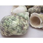 Dijk Natural Collection Mušle Turbo Silver Mouth 1 ks – Zboží Dáma