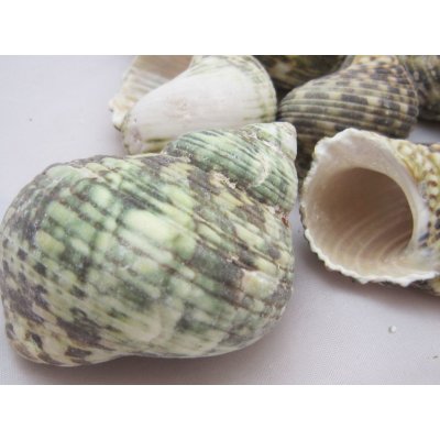 Dijk Natural Collection Mušle Turbo Silver Mouth 1 ks – Zboží Dáma